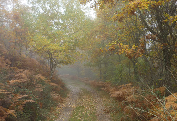 Dehesa bonita de Somosierra